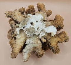 Vintage cauliflower coral specimen with branching texture and white tips, 8.75 inches wide