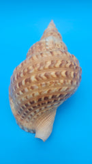 Blonde Triton shell 9.75-inch golden brown ridged sea shell with flared peach opening for coastal décor