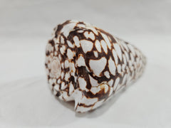 Marbled Cone Shells Conus Marmoreus