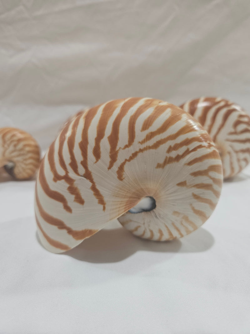 Chambered Tiger Stripe Nautilus Shell