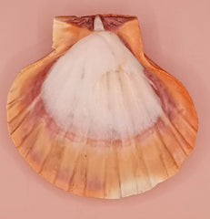 Orange Lion Paw Shell – Natural Vibrant Seashell for Coastal Décor