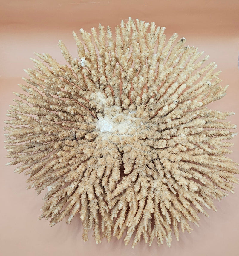 Natural dried table coral specimen with dense, beige-colored branching, ideal for coastal home décor, beach wedding centerpieces, or marine-themed interior styling