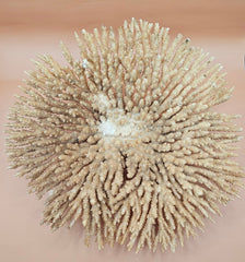 Natural dried table coral specimen with dense, beige-colored branching, ideal for coastal home décor, beach wedding centerpieces, or marine-themed interior styling
