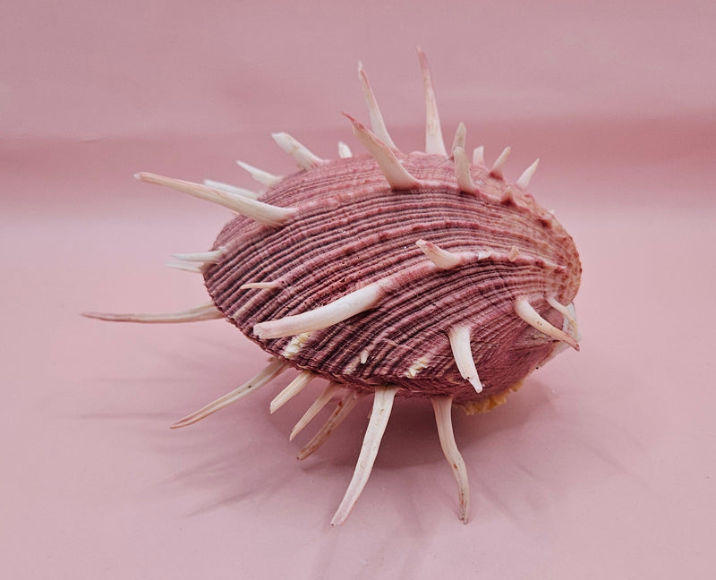 Spiny mauve Spondylus regius shell with long radial spines on pink background