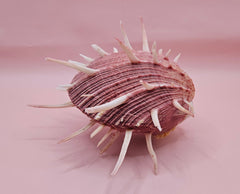 Spiny mauve Spondylus regius shell with long radial spines on pink background