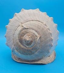 Large Queen Helmet display shell for coastal home decor - premium natural specimen