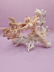 Ultra RARE Vintage Ivory Peach Stylaster Coral- 10.5