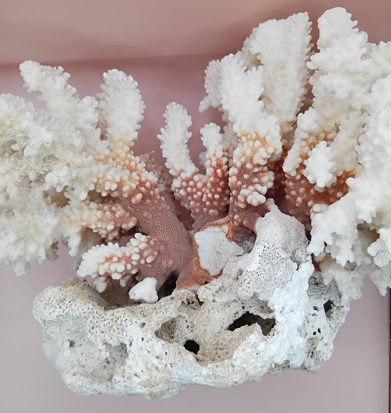 Vintage Brownstem and Brain Coral fusion – 12 x 8 x 9.5 inches rare coastal marine decor