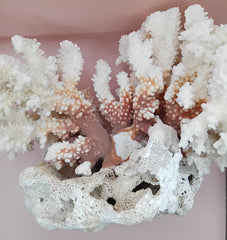 Vintage Brownstem and Brain Coral fusion – 12 x 8 x 9.5 inches rare coastal marine decor