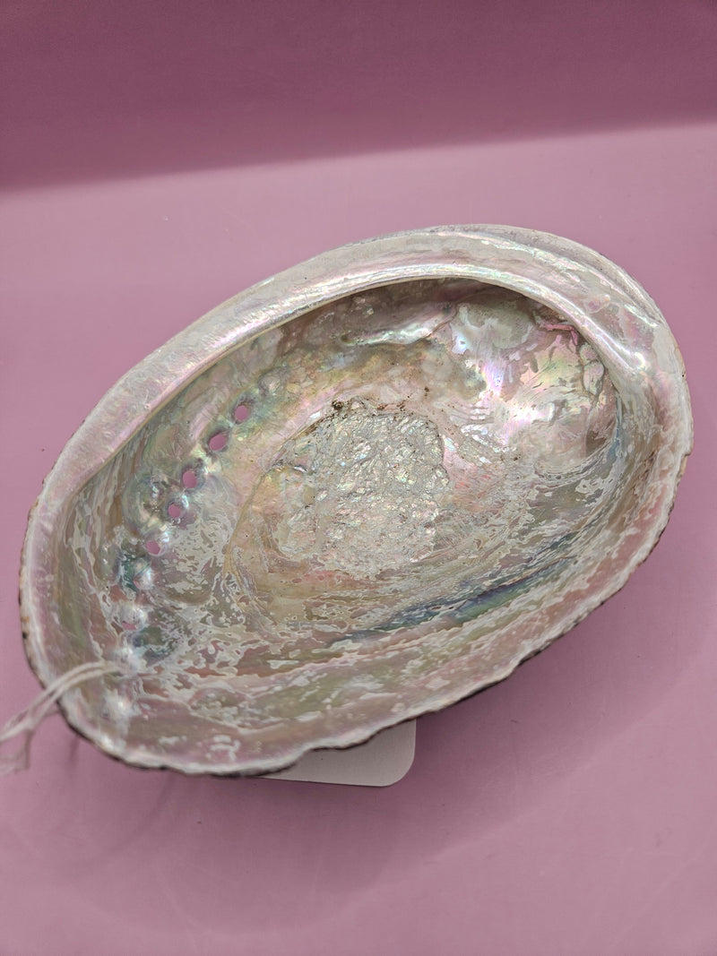 Natural Black Abalone Shell – Iridescent Finish (5.8"x4.5")