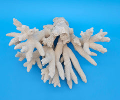 White Branch Coral Specimen with spiked arms and textured surface on blue background