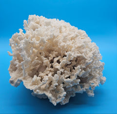 Merulina Coral 18.25