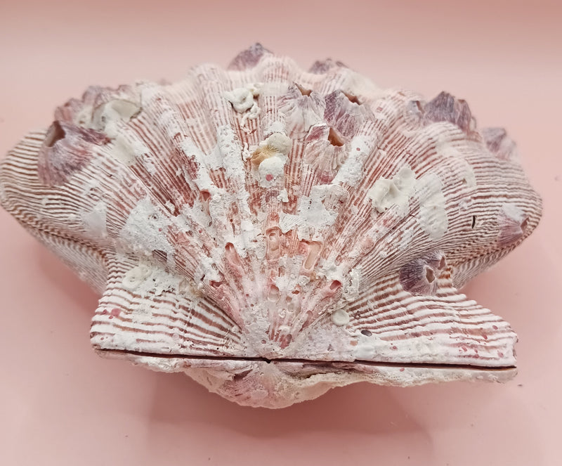 Natural Lion's Paw seashell pair, 5.6 by 5.2 inches, with textured barnacle accents and coastal tones