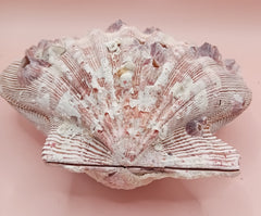 Natural Lion's Paw seashell pair, 5.6 by 5.2 inches, with textured barnacle accents and coastal tones