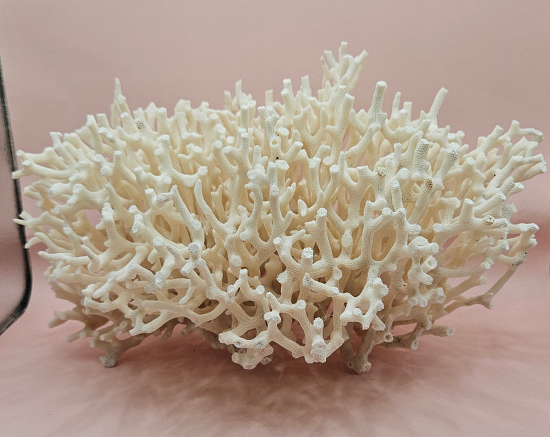 Vintage Birdsnest coral specimen with dense white branching
