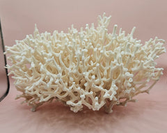 Vintage Birdsnest coral specimen with dense white branching