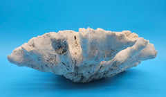 Vintage open brain coral specimen for coastal home decor - natural marine piece