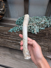 Australian Watering Pot - Brechites australis (tube like Shell)