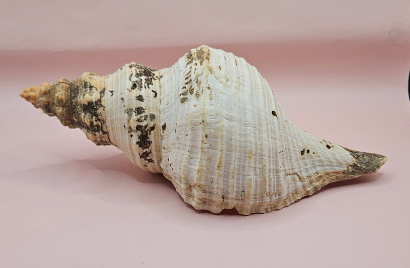 Large natural horse conch shell with weathered beige tones and ribbed spiral, held in hand for scale