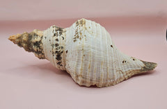 Large natural horse conch shell with weathered beige tones and ribbed spiral, held in hand for scale