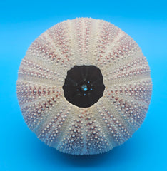 English Channel Urchin Shell – 5