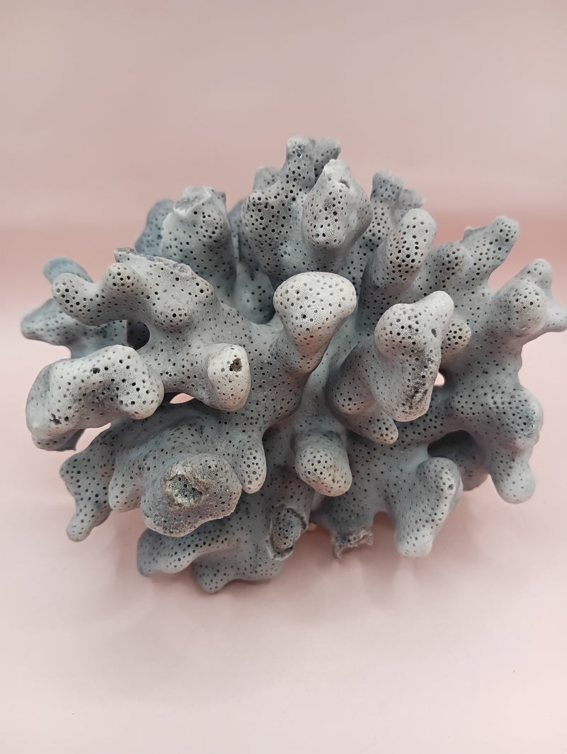 Vintage Real Blue Ridge Coral – 4.8" | Heliopora Coerulea