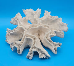 Vintage open brain coral specimen for coastal home decor - natural marine piece