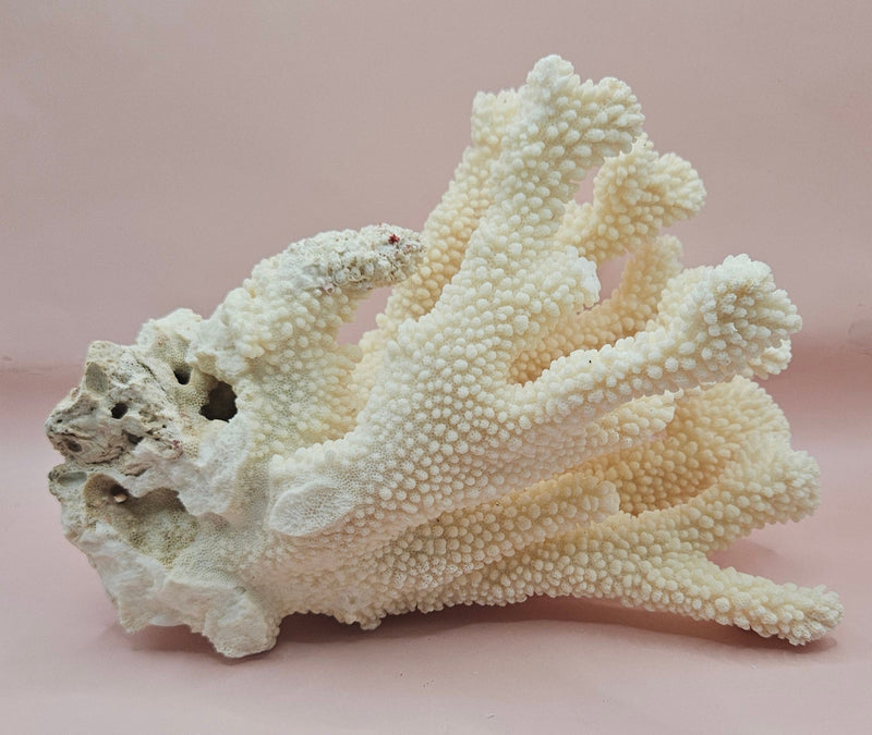 Vintage Cauliflower Coral Specimen 9" – Textured Ivory Coral Display Piece
