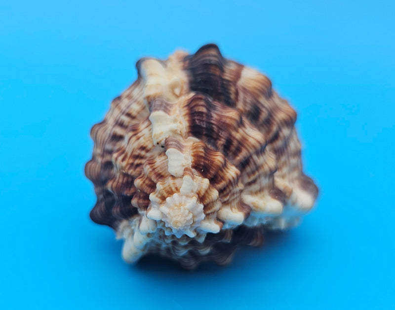  Bill Snipe shell with long tapered siphonal canal and dark brown ridges on a light cream base, placed on blue background