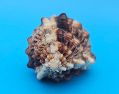  Bill Snipe shell with long tapered siphonal canal and dark brown ridges on a light cream base, placed on blue background