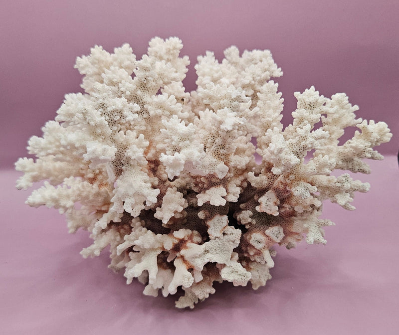 Close-up of vintage brownstem coral with intricate branching patterns, measuring 7"x8", displayed on a soft purple background.