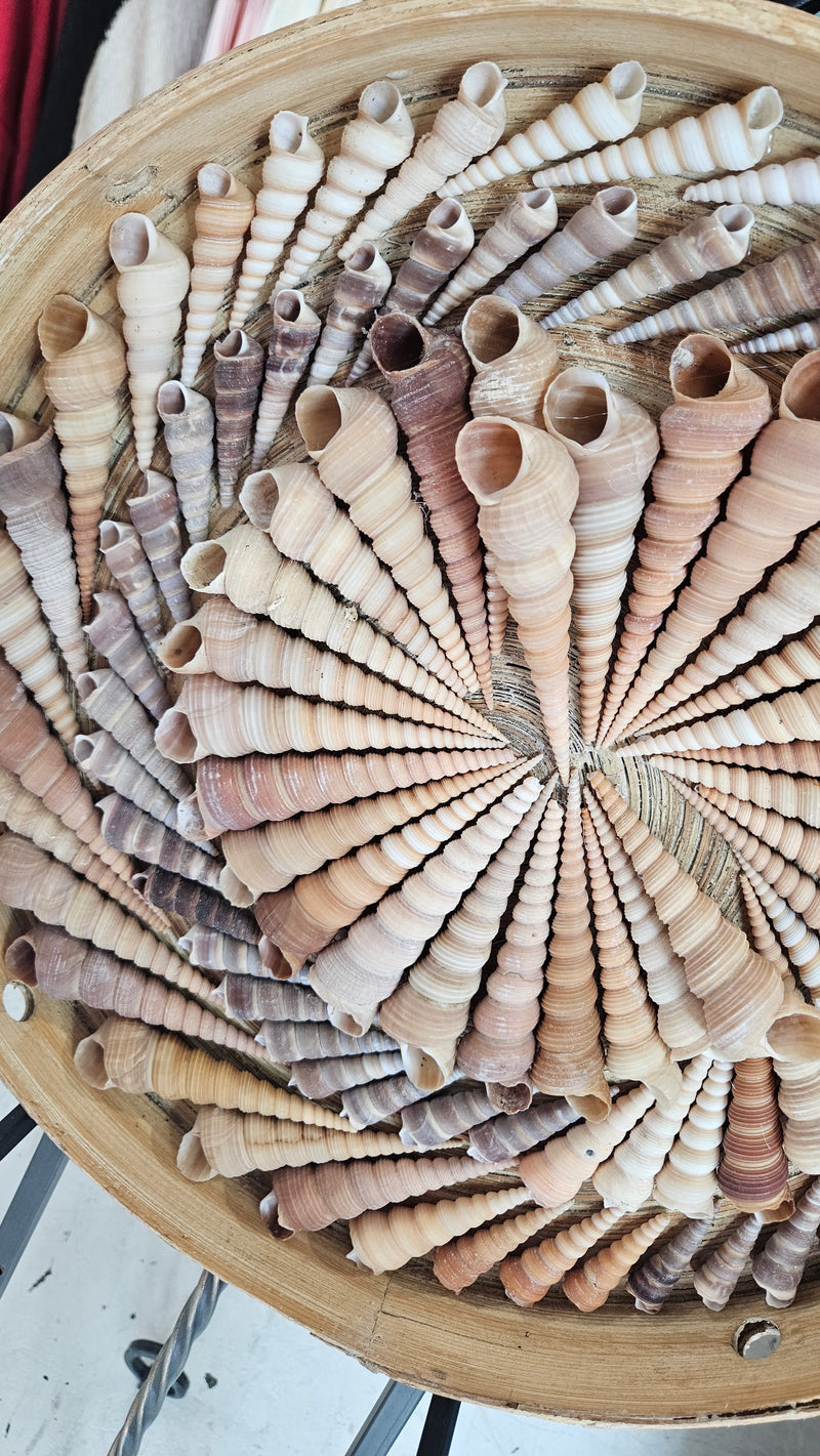 16-inch spiral shell artwork made from Terebra shells in natural tones