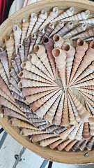 16-inch spiral shell artwork made from Terebra shells in natural tones