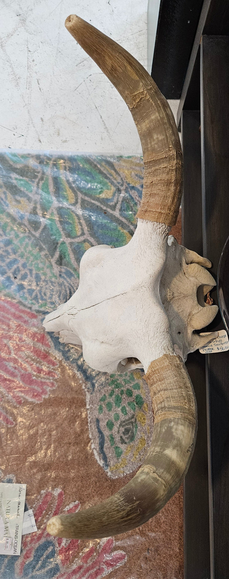 A 22.5"x21" real steer skull head with natural bone finish, perfect for rustic Western or farmhouse décor..