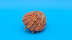 Fused orange spiny Spondylus sea shell with textured ridges on a blue background