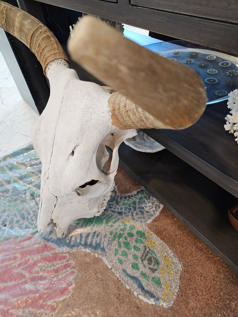 A 22.5"x21" real steer skull head with natural bone finish, perfect for rustic Western or farmhouse décor.r.