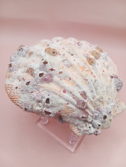 Natural Orange Lion's Paw Seashell Pair – 5.1