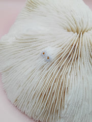 Vintage White Mushroom Coral- Fungia fungites
