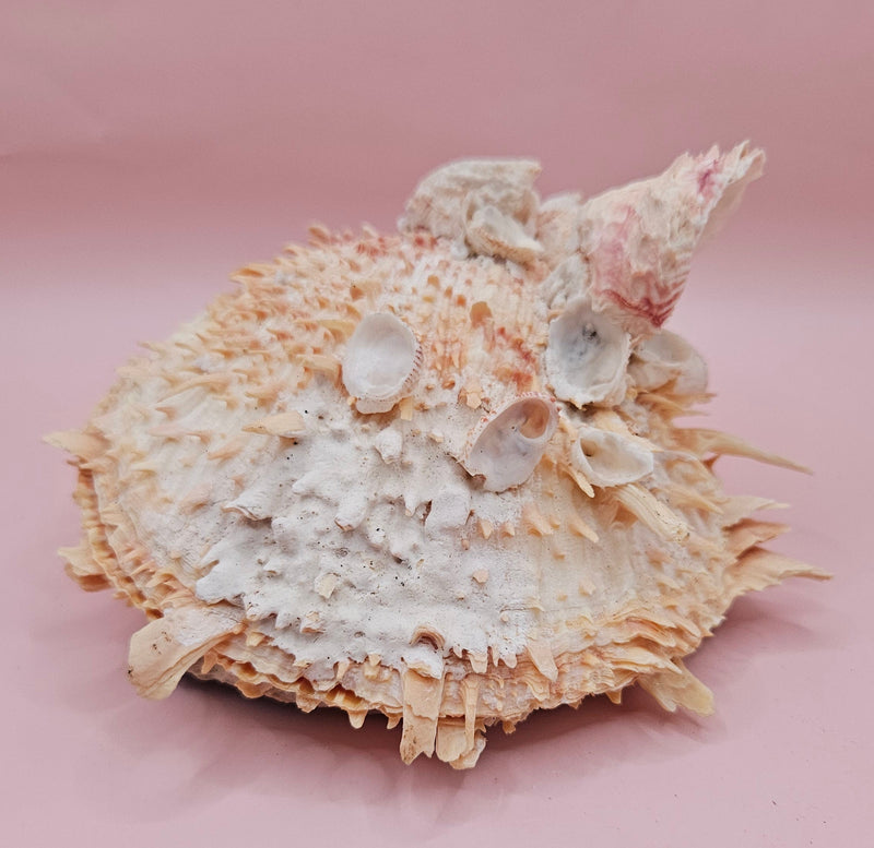 Spiked Spondylus display shell with barnacle clusters and cream-pink tones, 5.4 inches wide