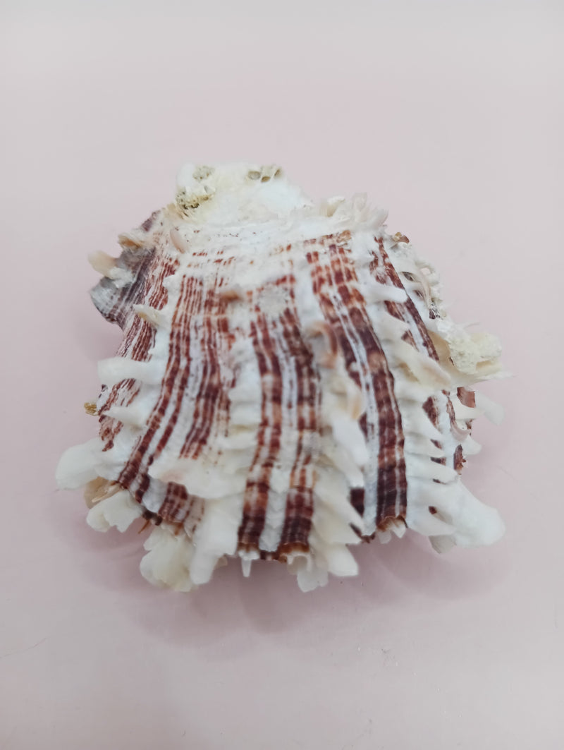 2.1" Spondylus shell with spiny texture and soft pink tones, no hinge