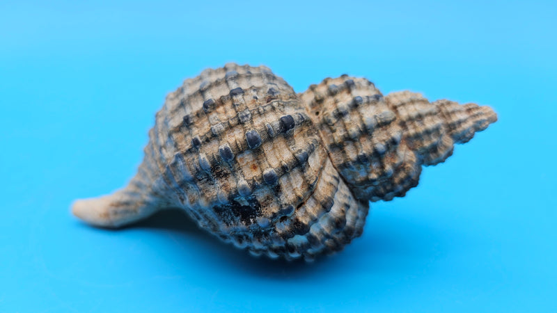 Oregon Hairy Triton shell (Fusitriton oregonensis), 4.1 inches, ribbed spiral form with gray-blue highlights, Pacific Northwest origin.