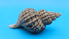 Oregon Hairy Triton shell (Fusitriton oregonensis), 4.1 inches, ribbed spiral form with gray-blue highlights, Pacific Northwest origin.