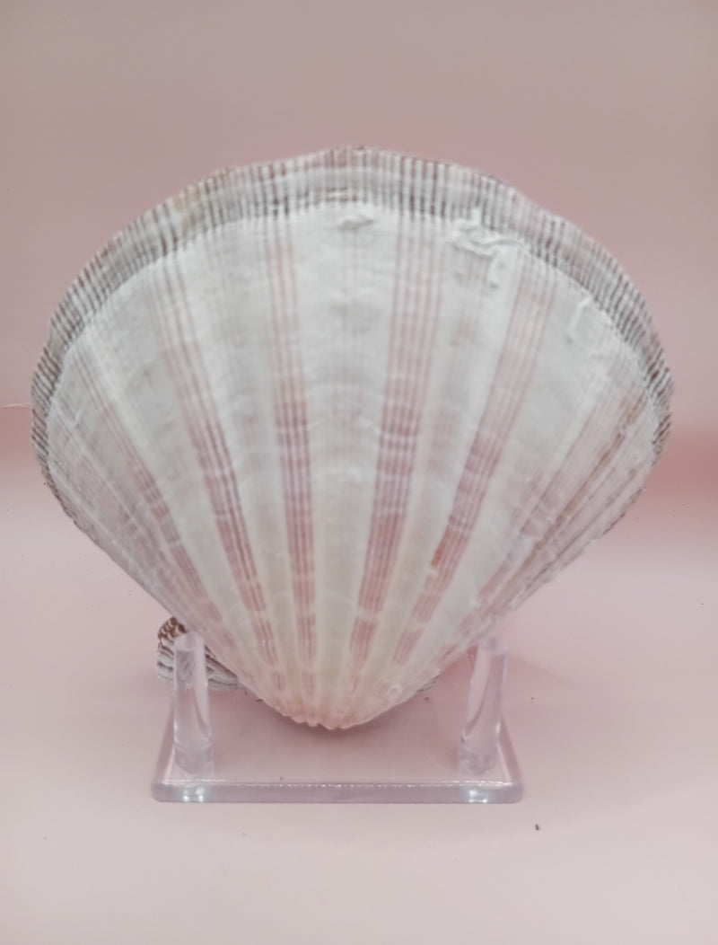 Natural Lion's Paw seashell pair, 5.0 by 5.2 inches, with textured barnacle accents and coastal tones