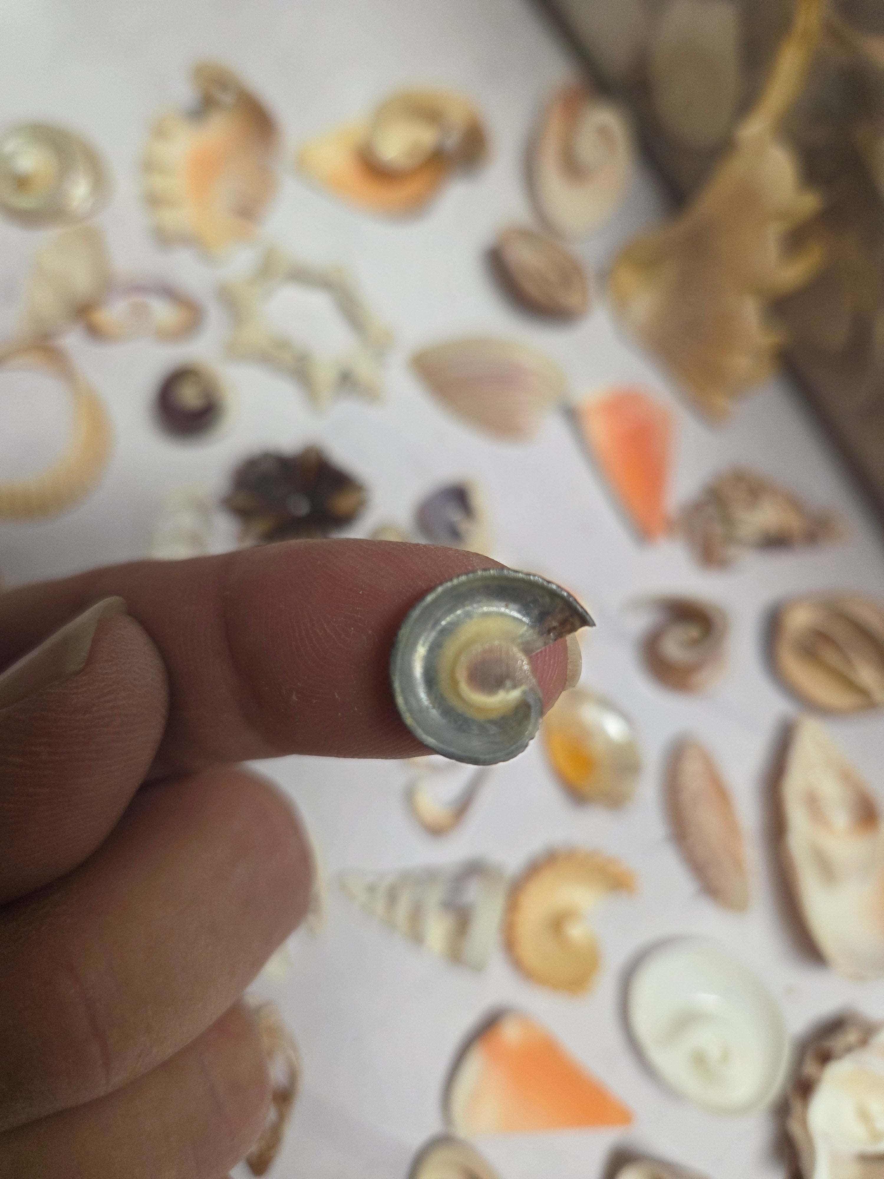 Mixed Assortment of Vintage Sliced Shells 4 oz for Crafts | Loving ...