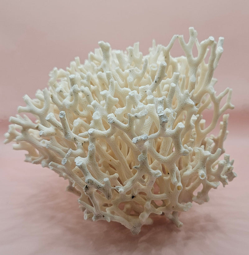 Vintage Birdsnest coral specimen with dense white branching