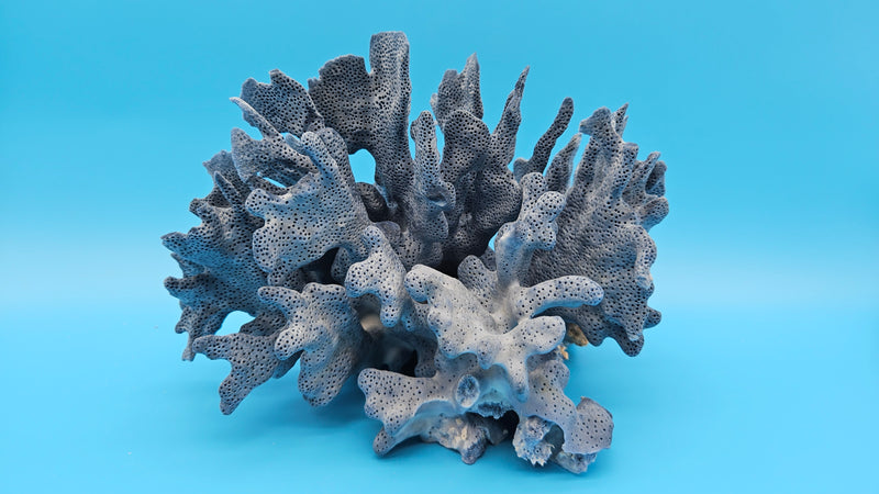 Vintage Blue Ridge Coral Specimen - Natural Coastal Home Decor Piece