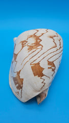 Noble Volute display shell for coastal home decor – premium natural specimen 7.25