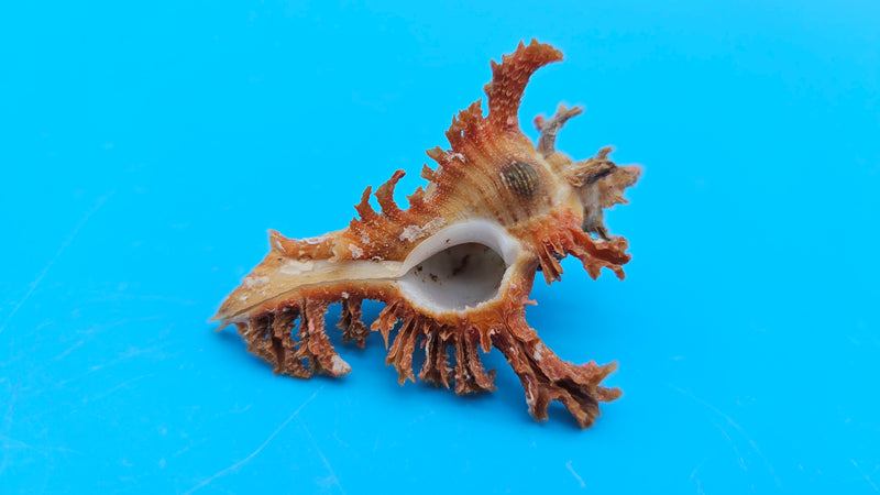  Murex crocatus shell, 2.1 inches, orange spiny fronds with intricate ridges, from Zambales, Philippines.