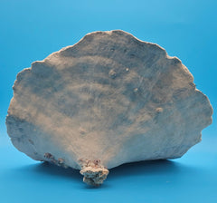 Vintage black cup coral specimen for coastal home decor - natural marine piece