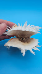 Hinged white Spondylus shell with long spines and orange accents, shown open and closed on blue background